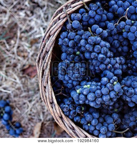 Dark Grapes In A Basket. Grape Harvesting.