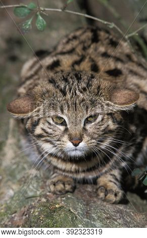 Black-footed Cat Felis Nigripes Black-footed Cat Felis Nigripes