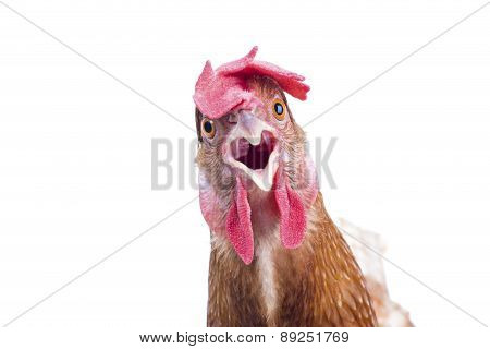 Close Up Portrait Full Body Of Brown Female Eggs Hen Standing Show Beautiful Plumage,feather Isolate