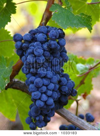 A Bunch Of Wine Grapes