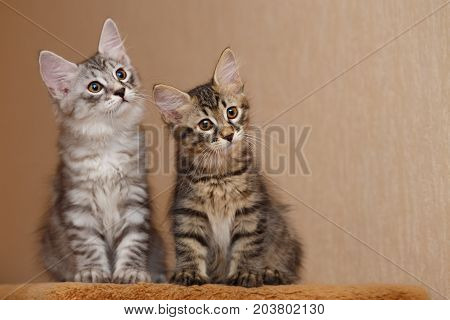 Two cute little kitty Bobtail sitting next to each other. Pets. Hypoallergenic cat breed. Tabby cat