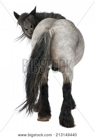 Belgian horse, Belgian Heavy Horse, Brabancon, a draft horse breed, standing in front of white background