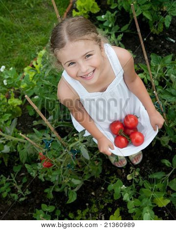 Zeleninová zahrada - malý zahradník s sklizně organických rajčat