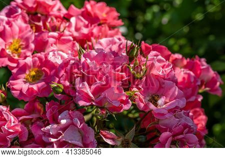 The Flowers Of Wild Rose Medicinal. Blooming Wild Rose Bush. Rose Hip Flowers Close-up.