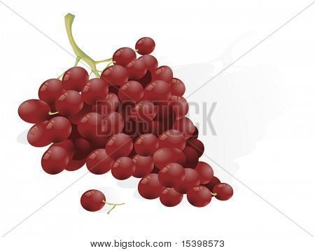 Grape. Vector.