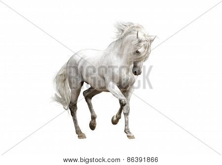 White Andalusian Horse Stallion Isolated On White Background