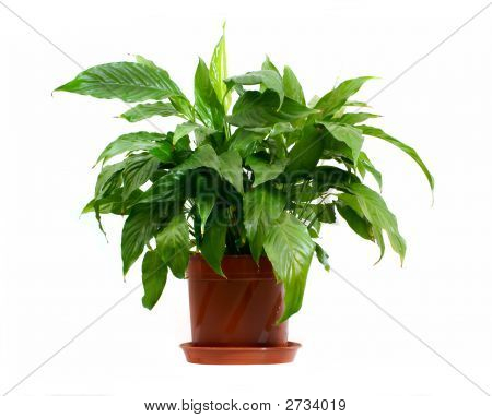 Houseplant