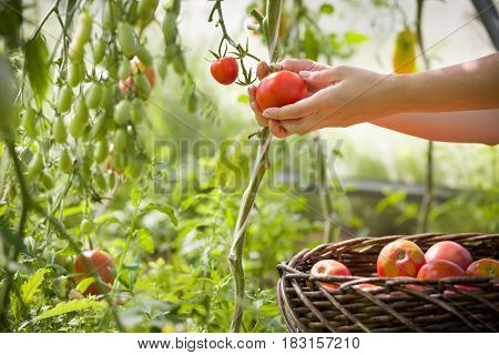 woman's hands harvesting fresh organic tomatoes in her garden on a sunny day. Farmer Picking Tomatoes. Vegetable Growing. Gardening concept