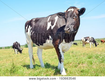 Close up portrait of young cow on the background of green field and others cows. Beautiful funny cow  grazes on cow farm Young, curious black and white calf staring at the camera in natural background