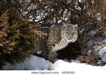 BOBCAT V