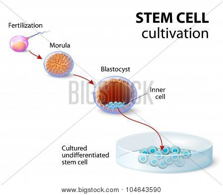 Stem Cell Cultivation