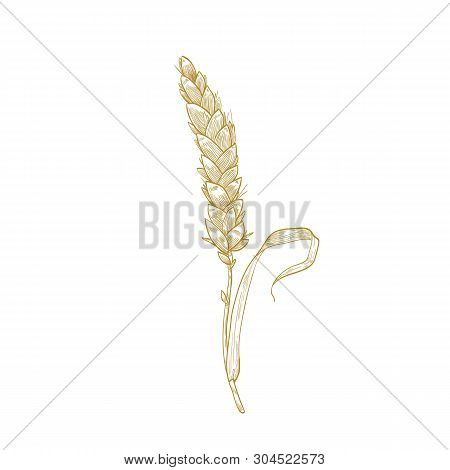 Elegant Botanical Drawing Of Wheat Ear Or Spikelet. Cultivated Cereal Plant, Grain Or Crop Hand Draw