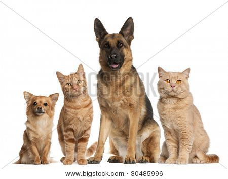 Group of dogs and cats sitting in front of white background