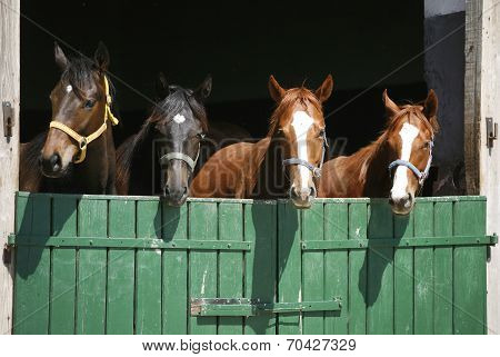 Nice thoroughbred foals in the stable