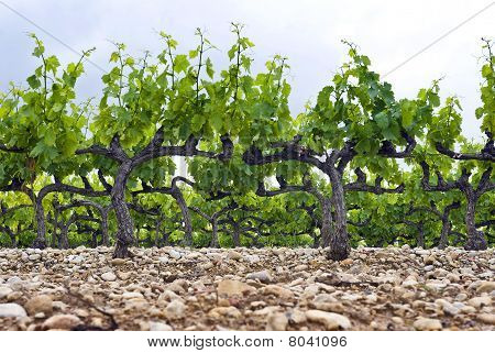 Vineyard