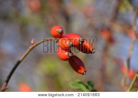 Hips Bush With Ripe Berries. Berries Of A Dogrose On A Bush. Fruits Of Wild Roses. Thorny Dogrose. R