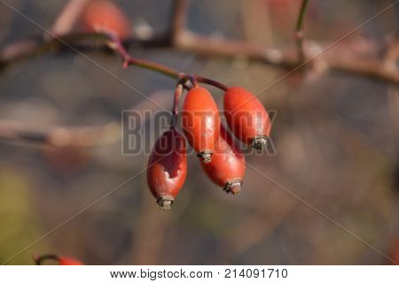 Hips Bush With Ripe Berries. Berries Of A Dogrose On A Bush. Fruits Of Wild Roses. Thorny Dogrose. R