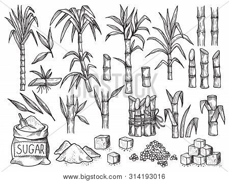 Sugar Plant. Agriculture Production Of Sugarcane Plantation Vector Hand Drawn Collection. Illustrati