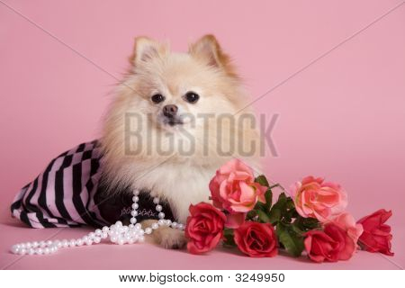 Pomeranian Pink