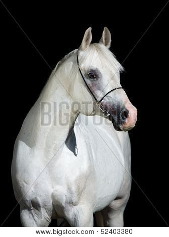 White horse portrait isolated on black background, Arabian horse.