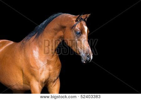 Bay horse isolated on black background, Arabian horse.