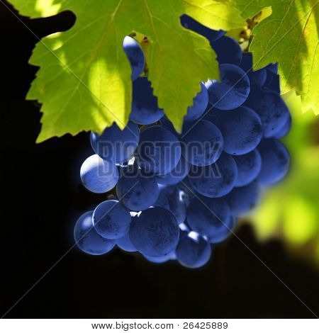 grapes vine