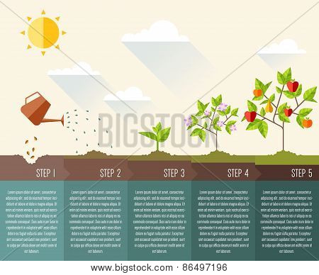 Steps of plant growth. Timeline infographic design