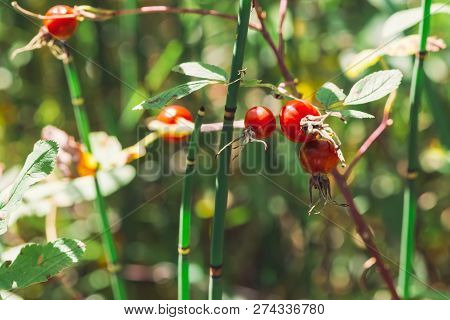 Ripe Rosehip Fruit Close Up. Dog-rose Grow With Equisetum On Bokeh Background. Herbal Treatment. Thi