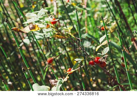 Ripe Rosehip Fruit Close Up. Dog-rose Grow With Equisetum On Bokeh Background. Herbal Treatment. Thi