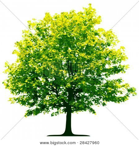 Arbre (vector)