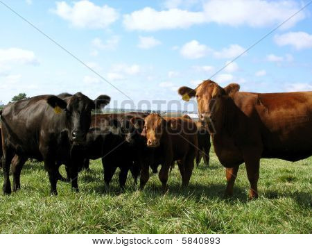 Red Angus Black Angus Calf Bull Heifer Cattle Portrait