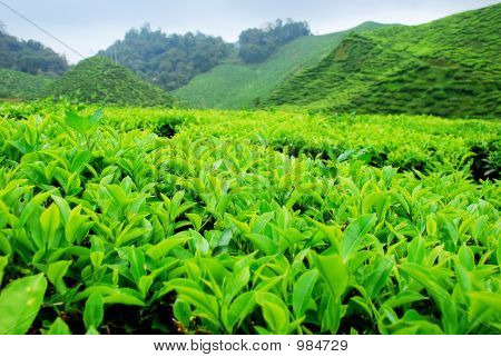 Tea Plantation