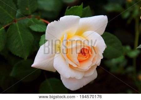 Orange and yellow roses in the garden. The rose buds. Bright orange roses. Caring for garden roses. Rose Bush