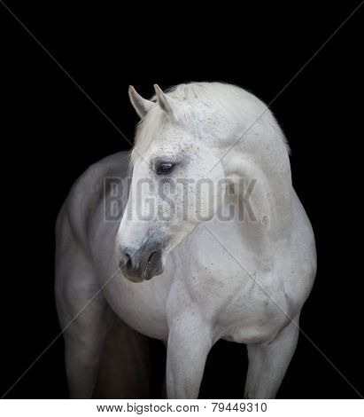 White horse head close up on black, isolated.