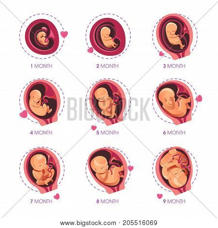 Embryo fetal development at month stage growth. Human pregnancy prenatal process of embryo or child fetus gestation. Vector flat infographic icons set