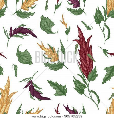 Natural Seamless Pattern With Quinoa Or Amaranth Flowering Plant On White Background. Backdrop With 