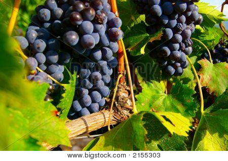 Grapes