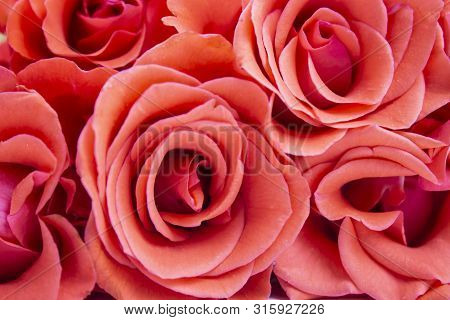 Beautiful Rose Flower In Garden. Rose Flower Background. Roses Flower Texture. Lovely Rose. Roses In