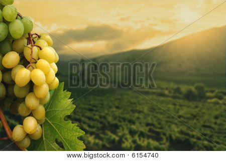 Grapes and vineyard.