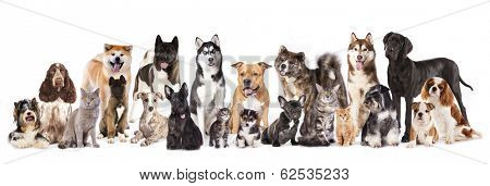 Cat and dog,Group of dogs and cats  sitting in front of a white background 