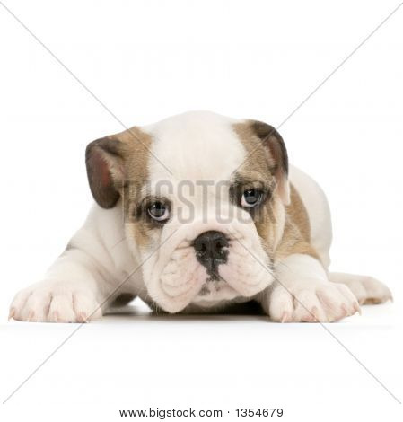  English Bulldog Puppy