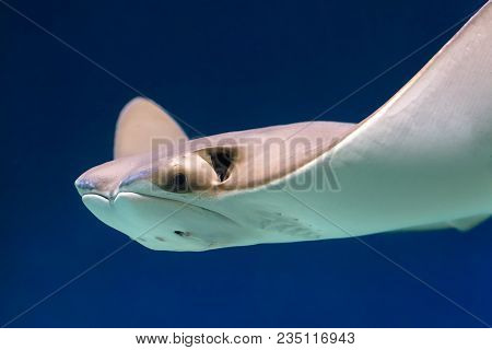 Stingray Swims In Deep Water. Head Of Stingray Closeup.