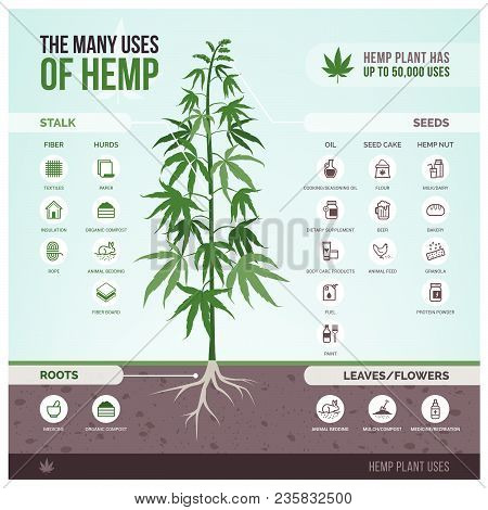 Industrial Hemp Cultivation, Products And Uses, Vector Infographic With Icons