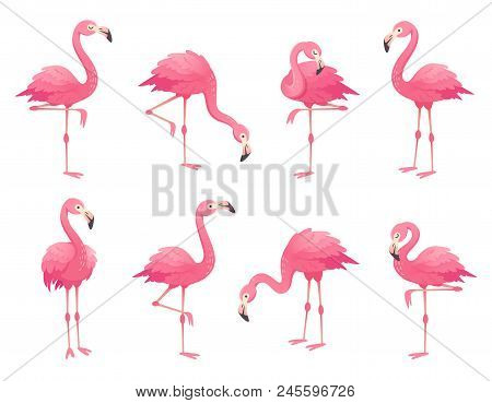 Exotic Pink Flamingos Birds. Flamingo With Rose Feathers Stand On One Leg In Wild African Fauna. Zoo