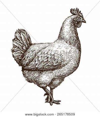 Chicken, Hen Sketch. Poultry Farm Concept. Drawn Vintage Vector Illustration