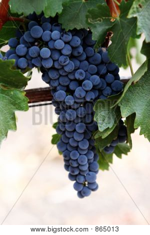 Grape cluster