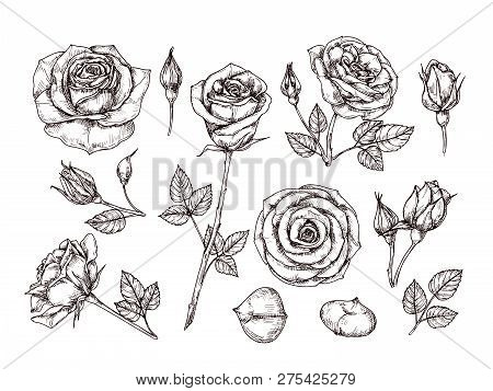 Hand Drawn Roses. Sketch Rose Flowers With Thorns And Leaves. Black And White Vintage Etching Vector