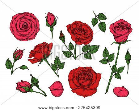 Red Rose. Hand Drawn Roses Garden Flowers With Green Leaves, Buds And Thorns. Cartoon Vector Isolate