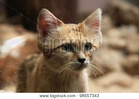 Sand cat (Felis margarita), also known as the sand dune cat. Wild life animal. 