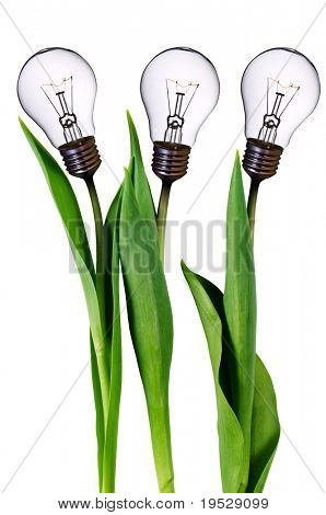 lamp bulb tulips isolated on white with clipping path